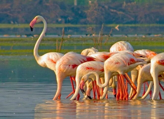 Ella - Yala Safari & Transfer to Mirissa/ Galle/ Hikkaduwa - Wildlife Experience