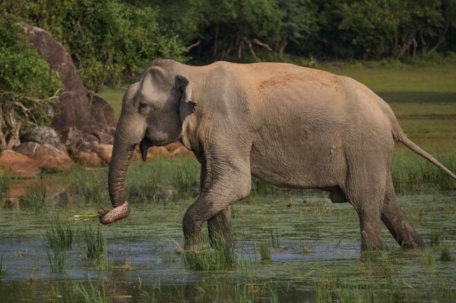 Ella - Yala Safari & Transfer to Mirissa/ Galle/ Hikkaduwa - Transportation and Comfort