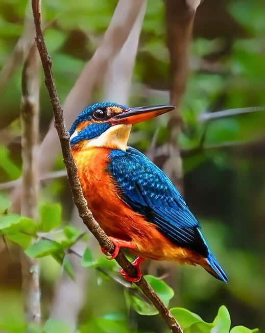 Ella: Yala Safari with Drop at Tangalle/ Hiriketiya/ Mirissa - Final Thoughts: Is This Tour Right for You?