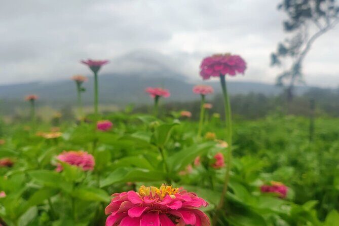 Ellia's Garden: Pick Your Own & Farm Family Fun - The Sum Up