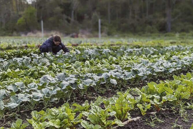 Ellia's Garden: Pick Your Own & Farm Family Fun - FAQ