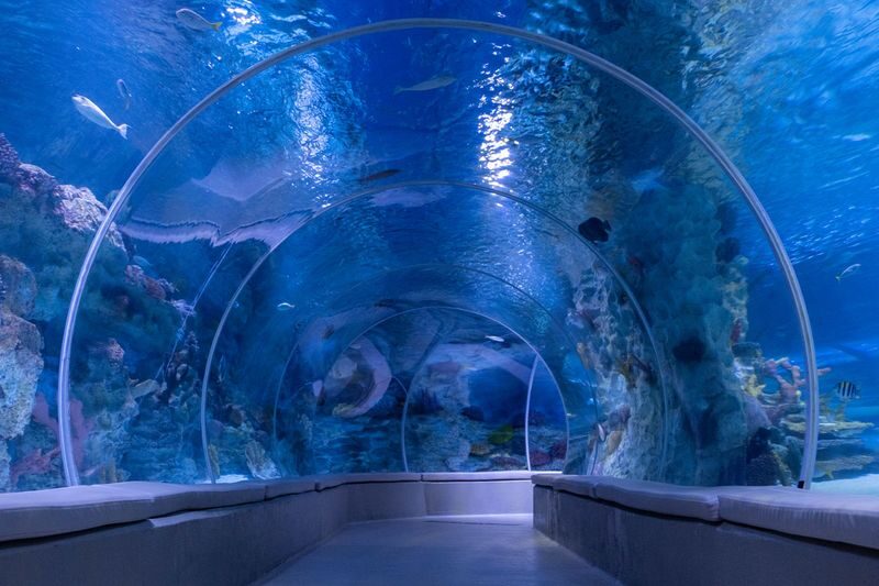Emaar Aquarium and Underwater Zoo Ticket in Istanbul - More than tanks in Emaar Square Mall