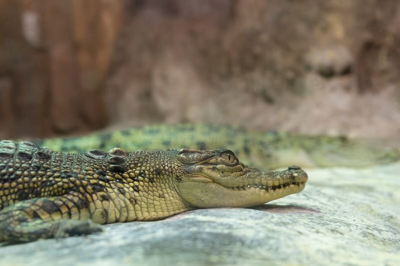 Emaar Aquarium and Underwater Zoo Ticket in Istanbul - Is Emaar Aquarium worth booking?