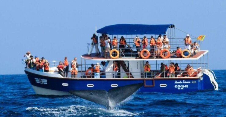 Set out on a Majestic Ocean Odyssey: Whale & Dolphin Magic - Tour Overview