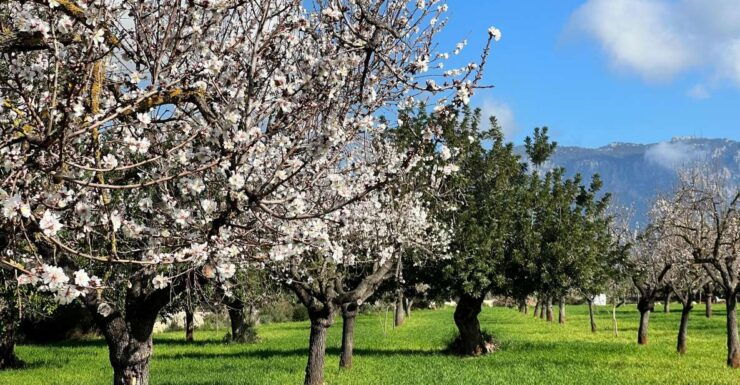 Embrace the Enchantment of Mallorca's Almond Blossom Season - Reasons to Visit Mallorcas Almond Blossom Season