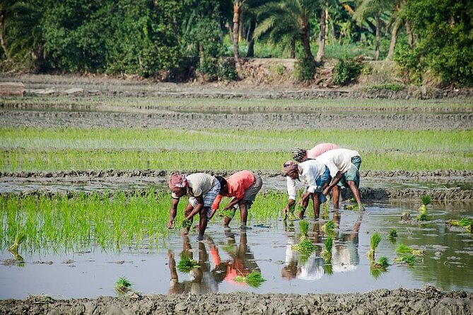 Embrace the Farmers Way: Dive Into the Paddy Farming Adventure - Cancellation Policy