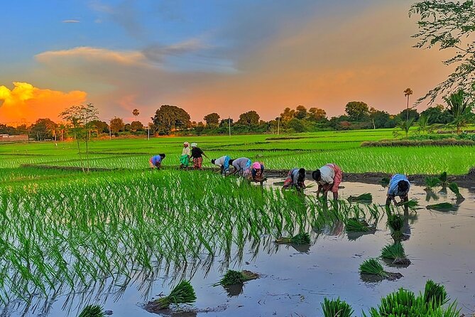 Embrace the Farmers Way: Dive Into the Paddy Farming Adventure - Location and Duration