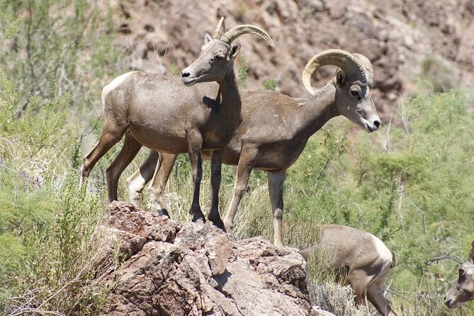 Emerald Cave Express Kayak Tour From Las Vegas - Common Questions
