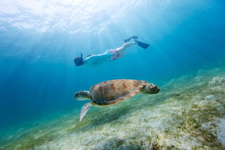 Emerald Coast: Afternoon Snorkel & Dolphin Tour - Experience Highlights
