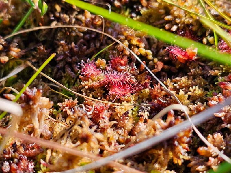 emeri Great Bog With Optional Sunrise & Jrmala Visit - Final Thoughts: Who Should Book This Tour?