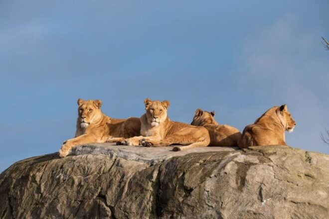 Emmen: Wildlands Adventure Zoo and Rimbula River Cruise - Full Description of the Experience