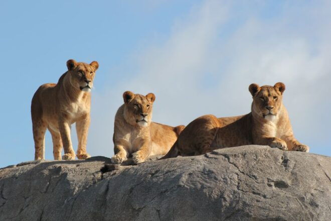 Emmen: Wildlands Adventure Zoo and Rimbula River Cruise - Experience in Jungola