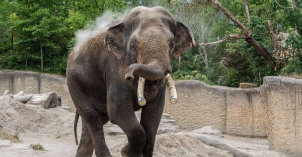 Emmen: Wildlands Adventure Zoo and Rimbula River Cruise - Common Questions