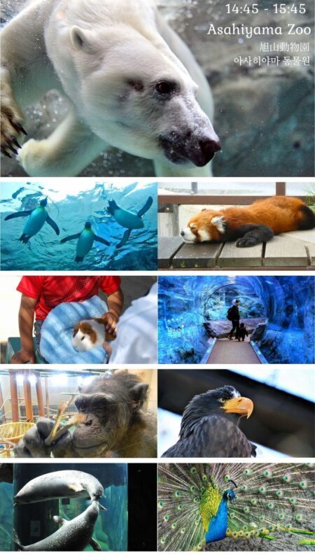 EN/CN | Kurodake Ropeway, Asahiyama Zoo, with Ramen 1D Bus | Hokkaido - Should you book it?