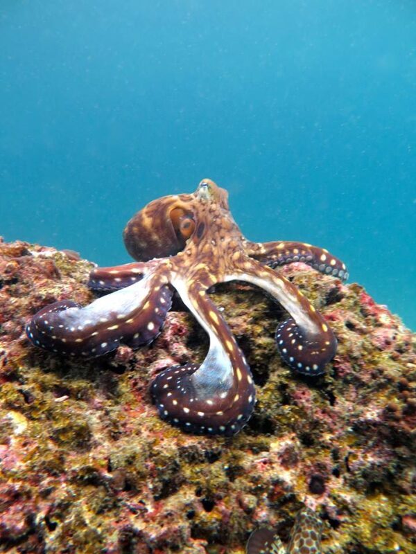 Enchanting afternoon dive around Phi Phi Island with PADI 5* Center - The second site and the return to Phi Phi Don