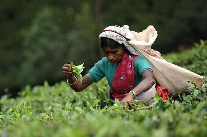 Enchanting Guided Day Tour In Ella - The Sum Up