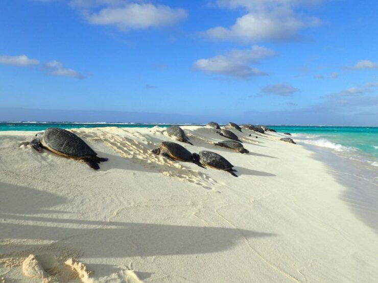 Enchanting Small Group Circle Island Tour of Oahu Paradise - Pickup and Capacity Details