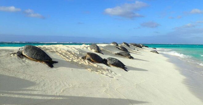 Enchanting Small Group Circle Island Tour of Oahu Paradise - Flexibility and Payment Options