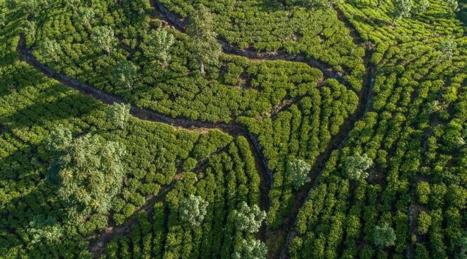 Enchanting Sri Lanka: 4-Day Heritage and Nature Tour - Day 4: Nuwara Eliya Delights