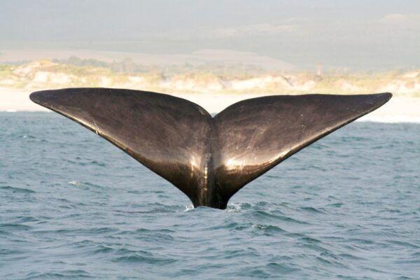 Encounter Bay: Southern Ocean Adventure Cruise - Common Questions