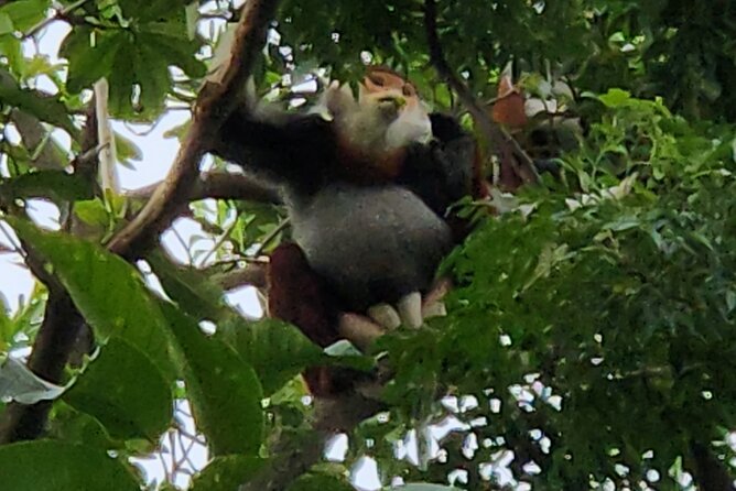 Endangered Monkeys Watching - Red Shanked Douc Langurs - Habitat and Distribution