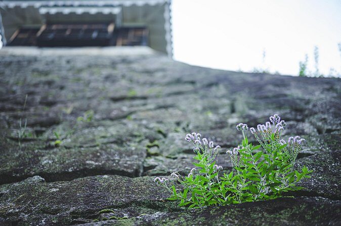 English Haiku Experience at Matsuyama Castle - FAQ