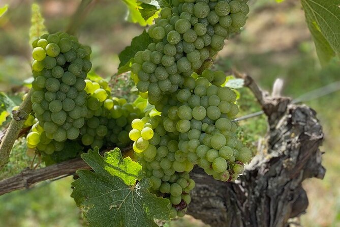 English Speaking Loire Winery Tours Originating From Amboise - Tour Details