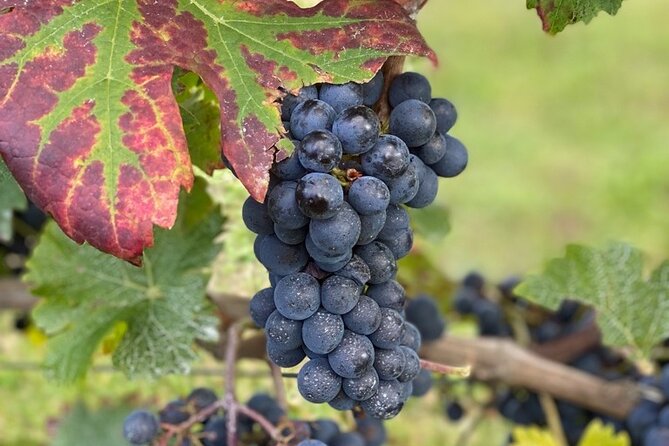 English Speaking Loire Winery Tours Originating From Amboise - Important Information