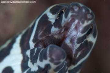 Enjoy 3 Fun Dives in Kota Kinabalu | Certified Divers - The Sum Up