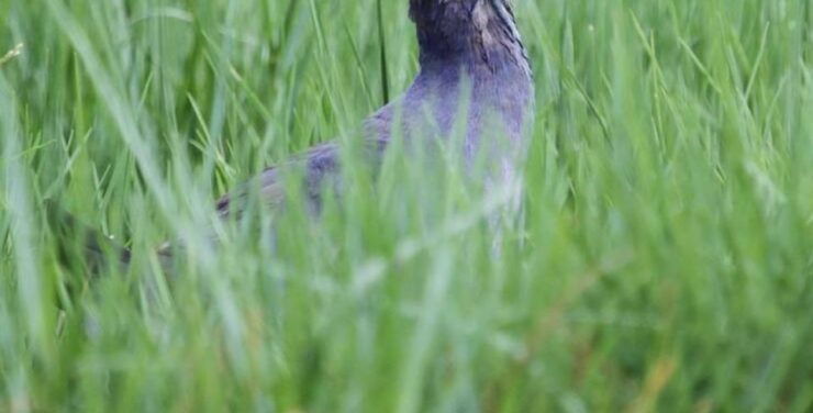 Enjoy a 5-Day Getaway to the Golden Sands of Negombo - Discover the Charms of Negombo