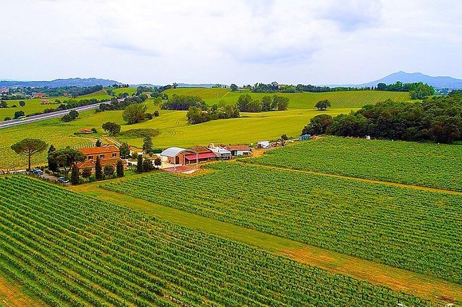 Enjoy a Meal With Wine Tasting in the Vineyard of Podere Casanova - Vineyard Tour Overview