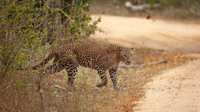 Enjoy a one-day leopard safari in Wilpattu or Yala. - Why This Safari Offers Great Value