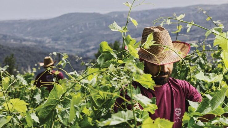 Enjoy a Unique All Day Wine Tasting Tour in Nemea - Highlights