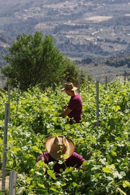 Enjoy a Unique All Day Wine Tasting Tour in Nemea - Booking Information