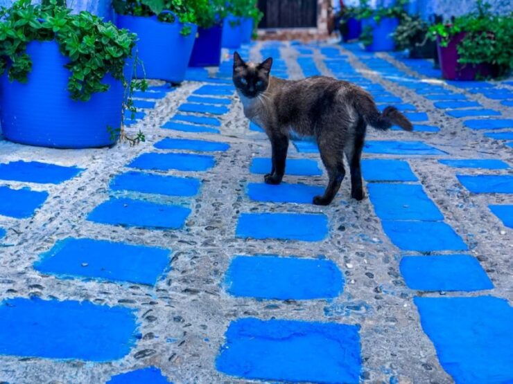 Enjoy Chefchaouen the Magic of the Blue City on Budget - Budget-Friendly Booking Options