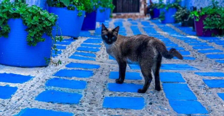 Enjoy Chefchaouen the Magic of the Blue City on Budget - Immersive Blue City Exploration