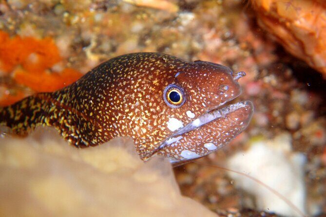 Enjoy Diving In Izu Discover Scuba Diving for Nondiver - Detailed Breakdown of the Itinerary