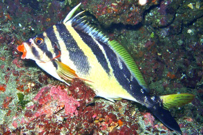 Enjoy Diving In Izu Discover Scuba Diving for Nondiver - Enjoy Diving In Izu Discover Scuba Diving for Nondiver