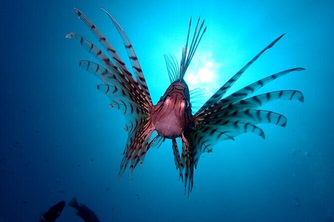 Enjoy Diving In Izu Discover Scuba Diving for Nondiver - The Sum Up