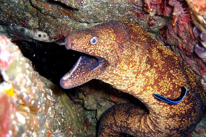 Enjoy Diving In Izu Discover Scuba Diving for Nondiver - FAQ