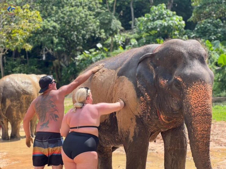 Enjoy Elephant Bathing & Herb With Elephant - Elephant Bathing Experience