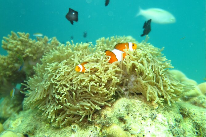 Enjoy Half Day Activities at Phuket Coral Island by Speedboat - Activities Included