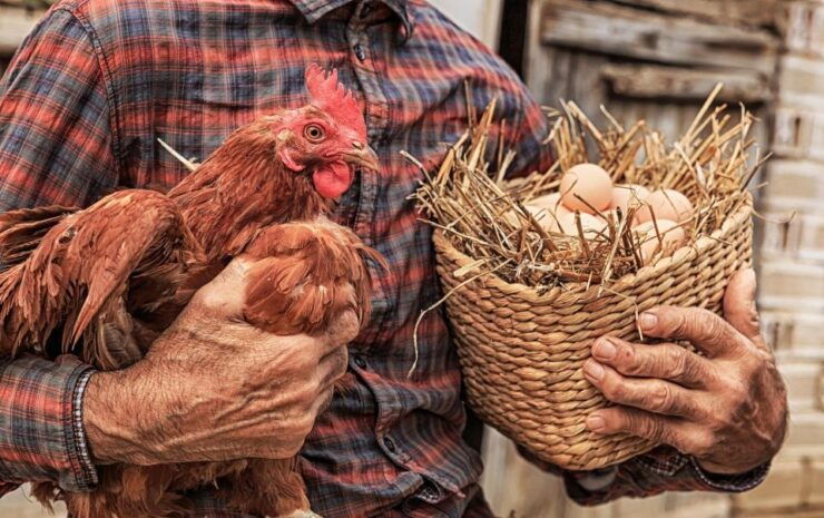 Enjoy Lunch With Pure Products From the Corfu Farm - Farm Tour and Discovery