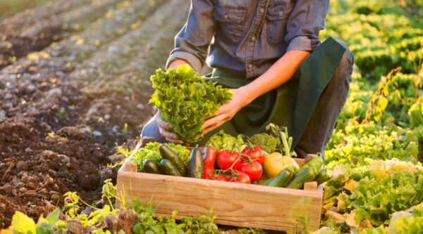 Enjoy Lunch With Pure Products From the Corfu Farm - The Sum Up