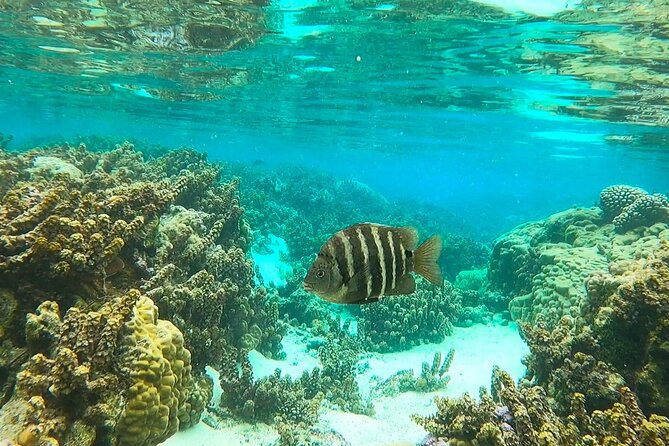 Enjoy Snorkeling With Our Multicolors Fishes in TAHAA FAMOUS CORAL GARDEN - Expert Guides for a Safe Experience