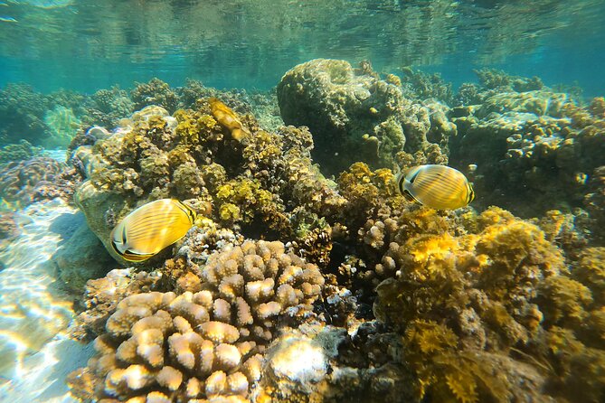 Enjoy Snorkeling With Our Multicolors Fishes in TAHAA FAMOUS CORAL GARDEN - Amazing Underwater Photography Opportunities