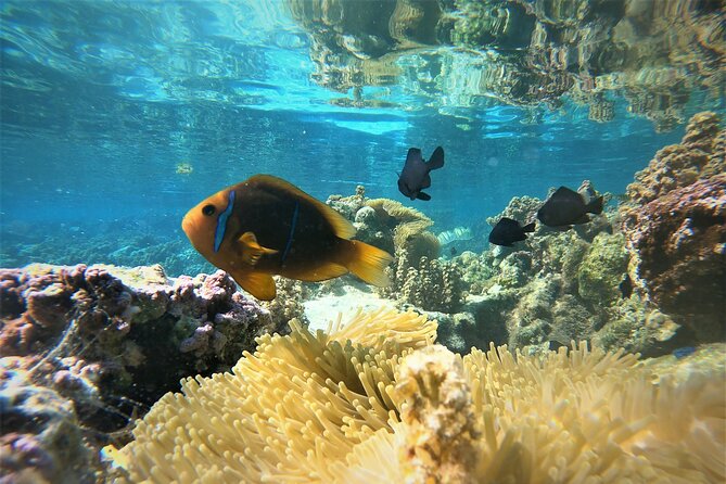 Enjoy Snorkeling With Our Multicolors Fishes in TAHAA FAMOUS CORAL GARDEN - Suitable for All Skill Levels