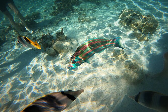 Enjoy Snorkeling With Our Multicolors Fishes in TAHAA FAMOUS CORAL GARDEN - Small Group Experience for Personalized Attention