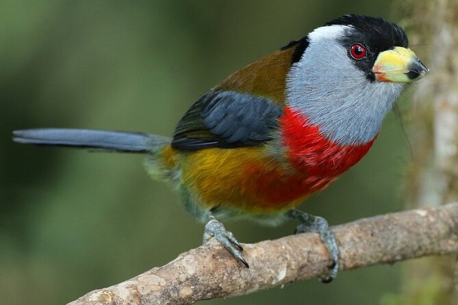 Enjoy The Beauty Of The Birds Of The Northwest - Expert Bird Guide Experience