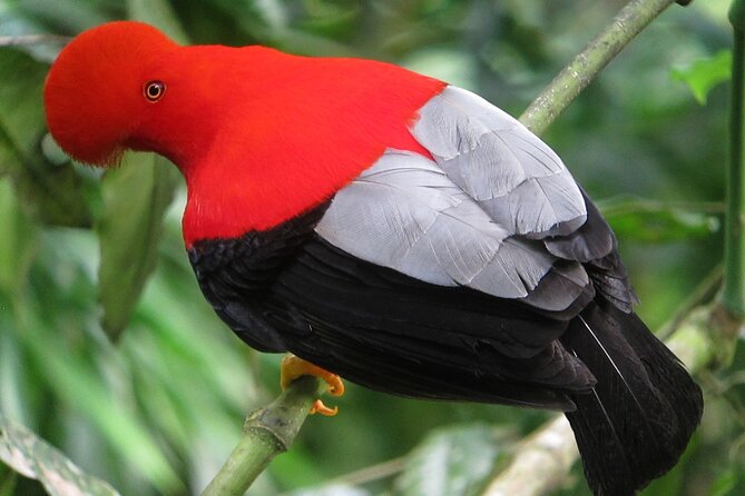 Enjoy The Beauty Of The Birds Of The Northwest - Tour Inclusions and Pricing